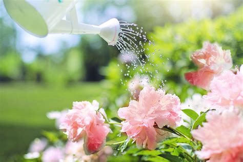 how much water do flowers need in a vase: Delving into the Intricacies of Floral Hydration and Beyond