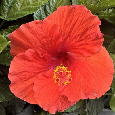 What Color Are Hibiscus Flowers: Delving Into the Vibrancy and Symbolism of Nature's Multicolored Gems