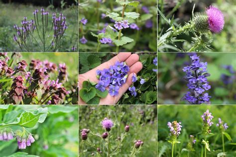 What weed has purple flowers and captivates the imagination of botanists and gardeners alike?